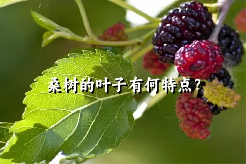 桑树的叶子有何特点？