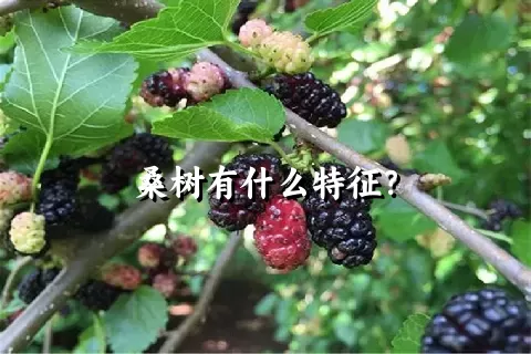 桑树有什么特征？