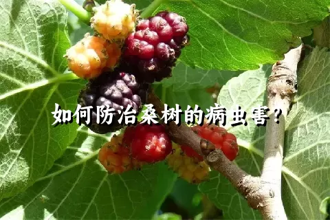 如何防治桑树的病虫害？