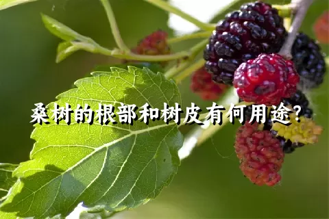 桑树的根部和树皮有何用途？