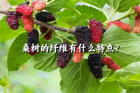 桑树的纤维有什么特点？