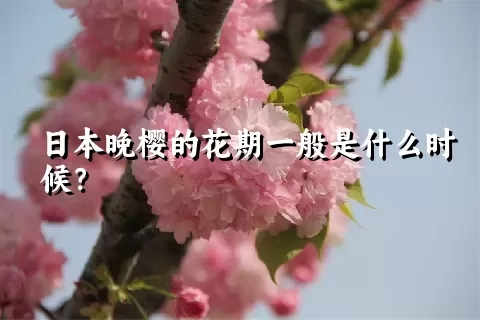 日本晚樱的花期一般是什么时候？