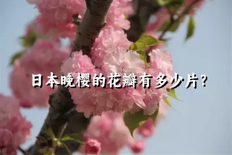 日本晚樱的花瓣有多少片？