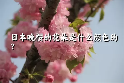 日本晚樱的花朵是什么颜色的？