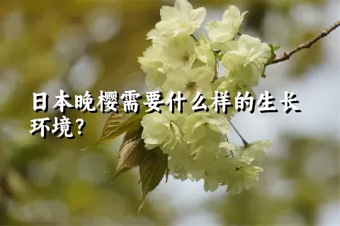 日本晚樱需要什么样的生长环境？