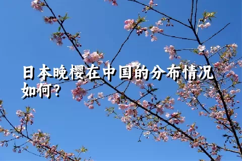 日本晚樱在中国的分布情况如何？