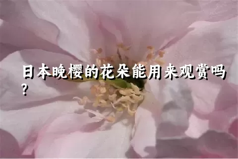 日本晚樱的花朵能用来观赏吗？