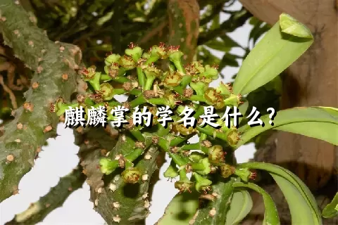 麒麟掌的学名是什么?