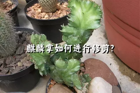 麒麟掌如何进行修剪?