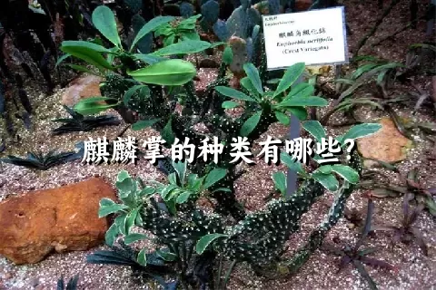 麒麟掌的种类有哪些?