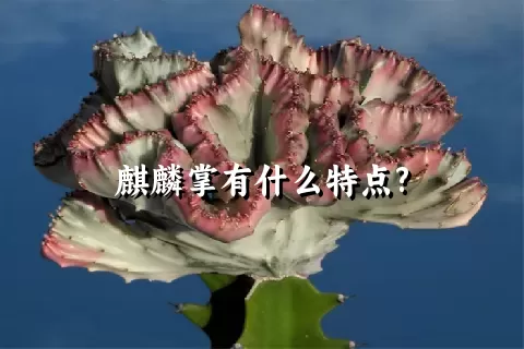 麒麟掌有什么特点?