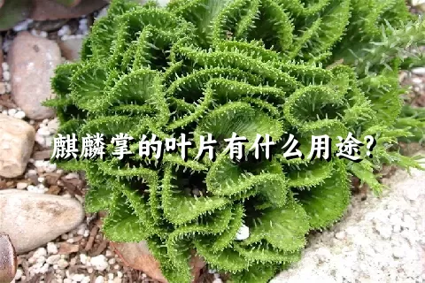 麒麟掌的叶片有什么用途?