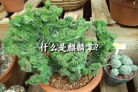 什么是麒麟掌?