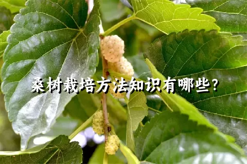 桑树栽培方法知识有哪些？