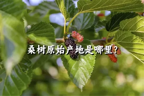 桑树原始产地是哪里？