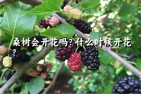 桑树会开花吗？什么时候开花？