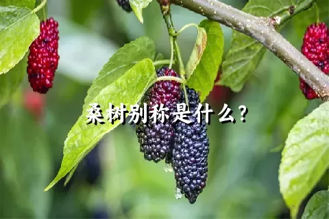 桑树别称是什么？