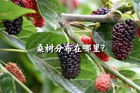 桑树分布在哪里?