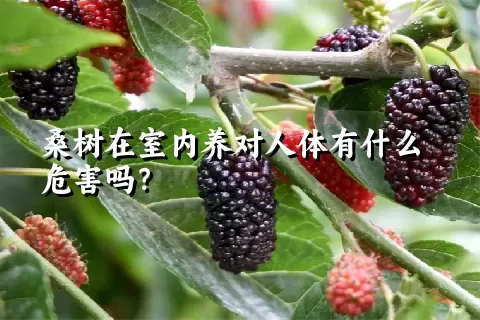 桑树在室内养对人体有什么危害吗？