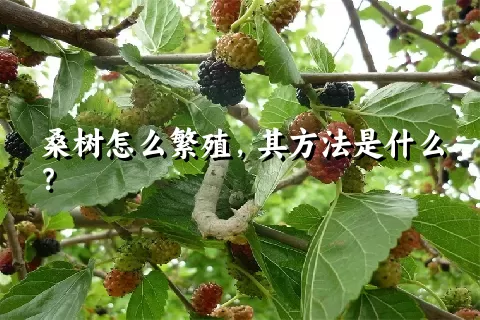 桑树怎么繁殖，其方法是什么？