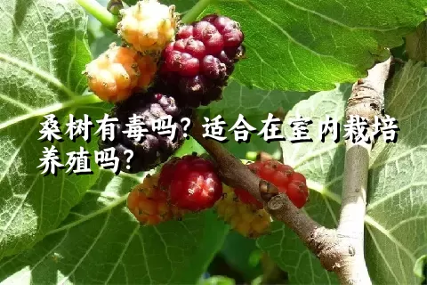 桑树有毒吗？适合在室内栽培养殖吗？