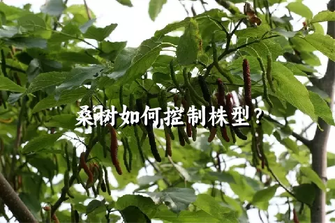 桑树如何控制株型？