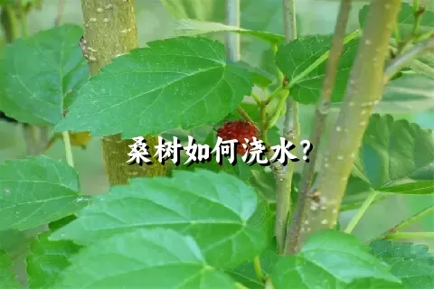 桑树如何浇水？