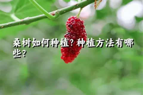 桑树如何种植？种植方法有哪些？