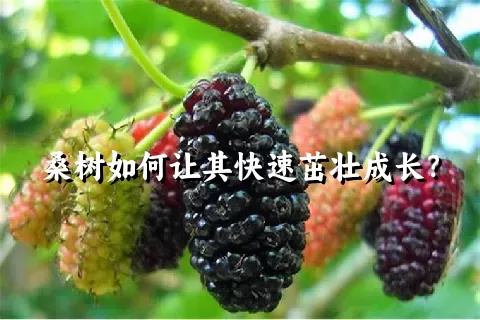 桑树如何让其快速茁壮成长？