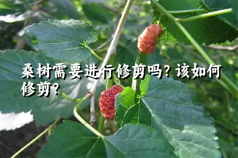 桑树需要进行修剪吗？该如何修剪？