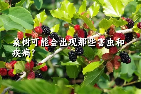 桑树可能会出现那些害虫和疾病？