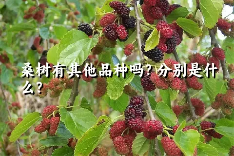 桑树有其他品种吗？分别是什么？