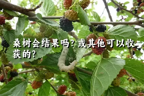 桑树会结果吗？或其他可以收获的？