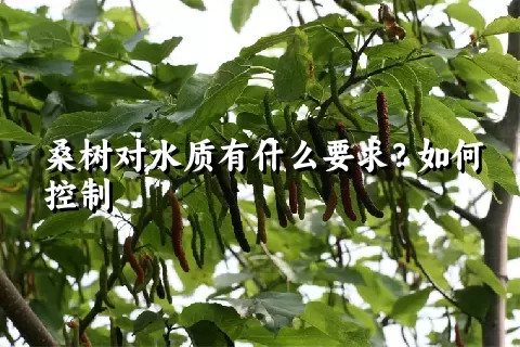 桑树对水质有什么要求？如何控制