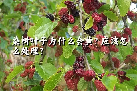 桑树叶子为什么会黄？应该怎么处理？