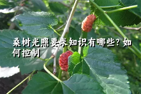 桑树光照要求知识有哪些？如何控制