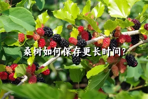 桑树如何保存更长时间？