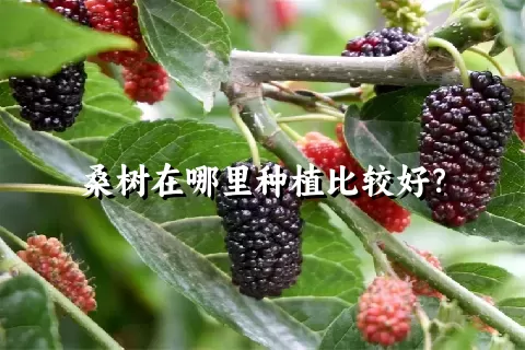 桑树在哪里种植比较好？