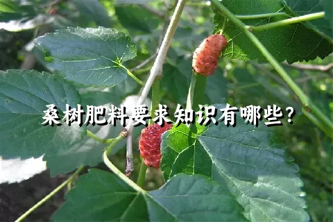 桑树肥料要求知识有哪些？