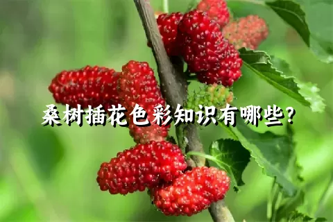 桑树插花色彩知识有哪些？