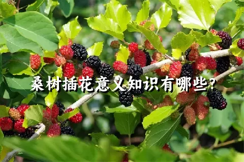 桑树插花意义知识有哪些？