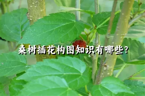 桑树插花构图知识有哪些？