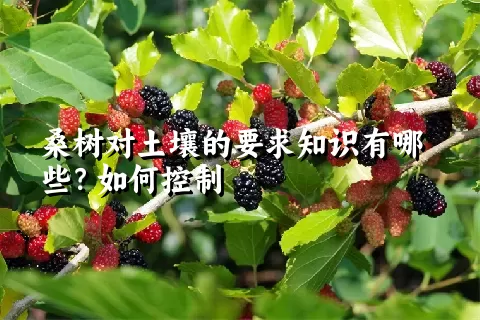 桑树对土壤的要求知识有哪些？如何控制