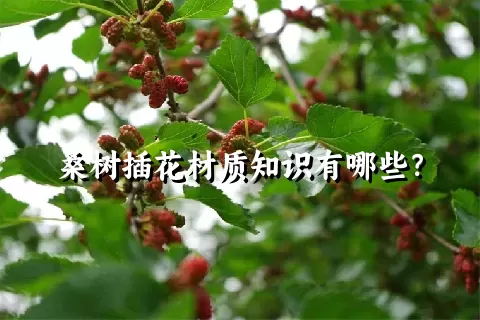 桑树插花材质知识有哪些？