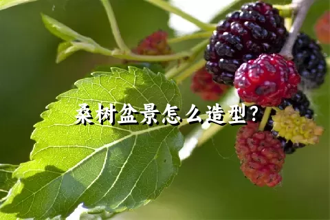 桑树盆景怎么造型？