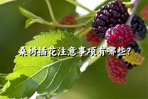 桑树插花注意事项有哪些？