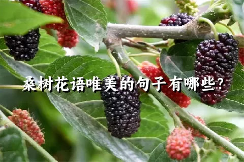 桑树花语唯美的句子有哪些？