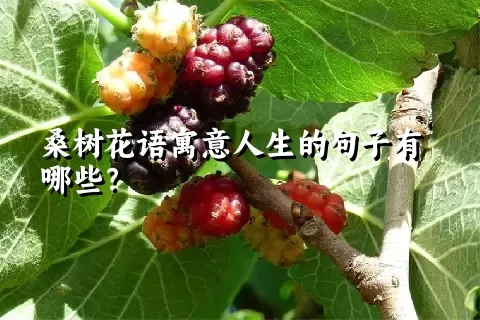 桑树花语寓意人生的句子有哪些？