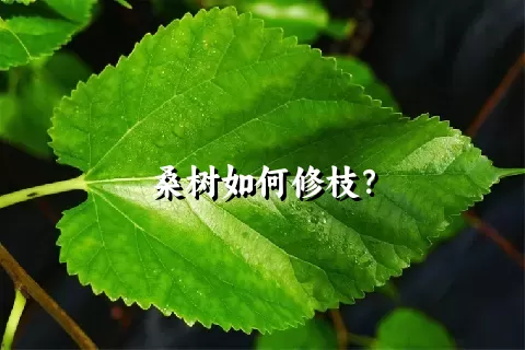 桑树如何修枝？