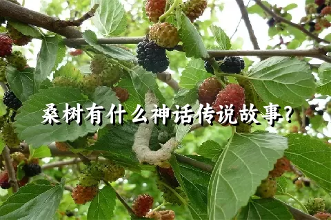 桑树有什么神话传说故事？